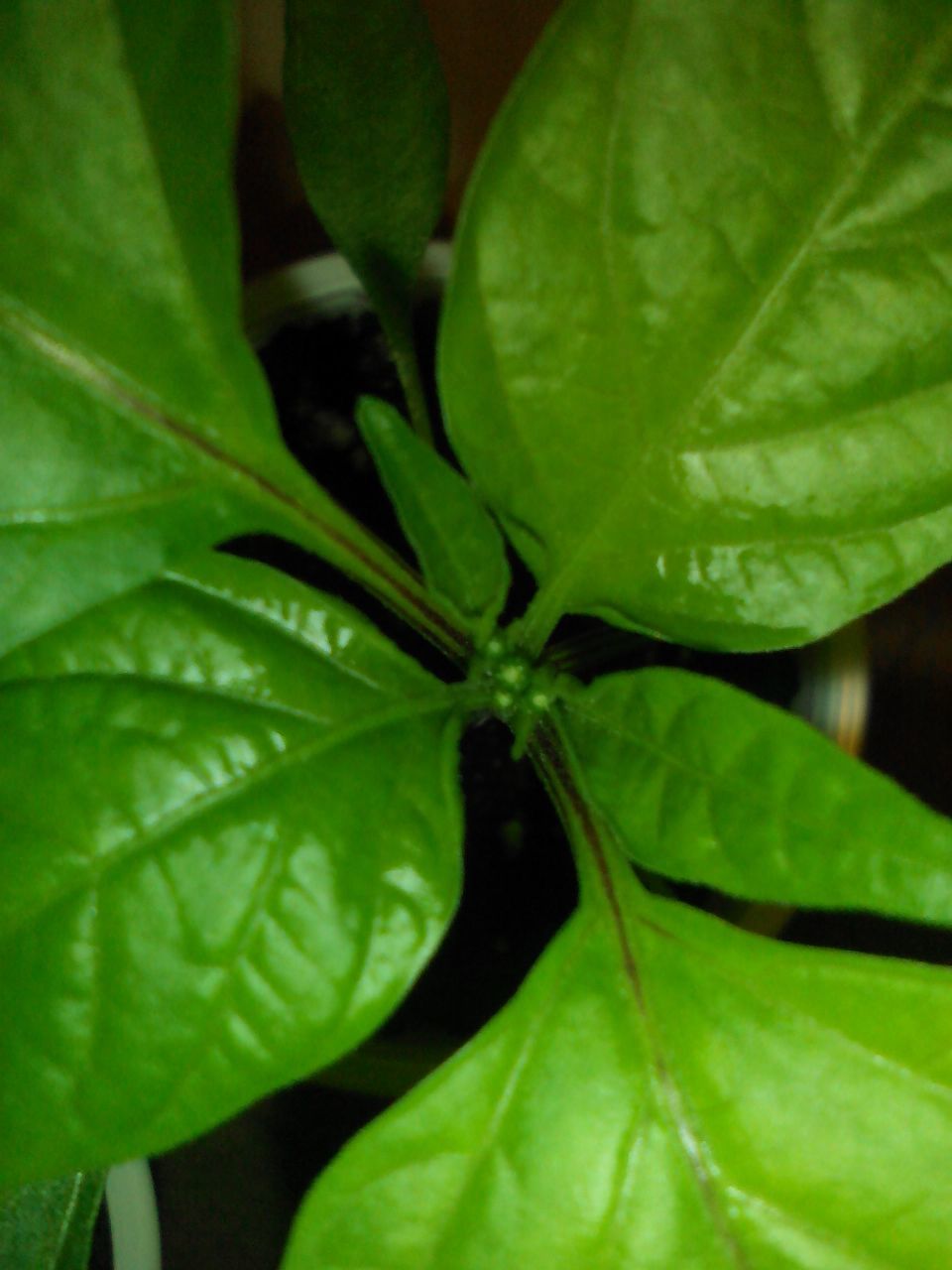 We grow hot peppers. - My, Pepper, Vegetable garden on the windowsill, cat, Longpost