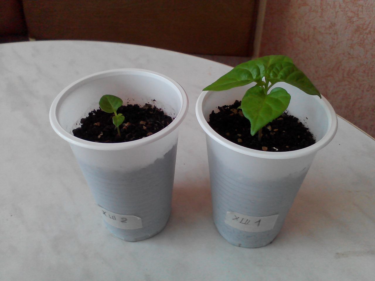 We grow hot peppers. - My, Pepper, Vegetable garden on the windowsill, cat, Longpost