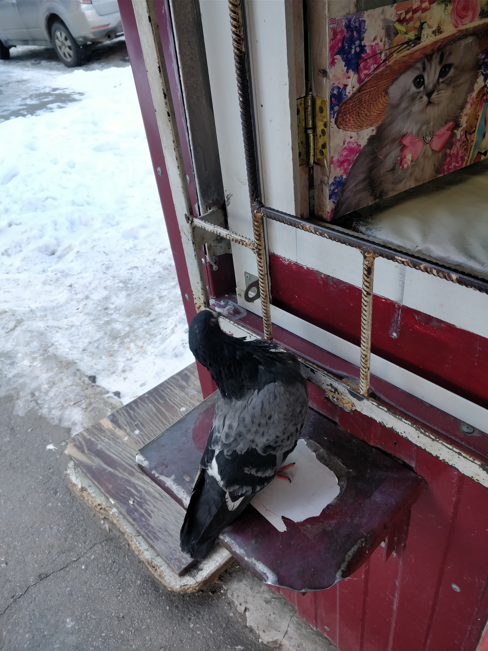 In line for sausage - My, Pigeon, Sausage, Queue