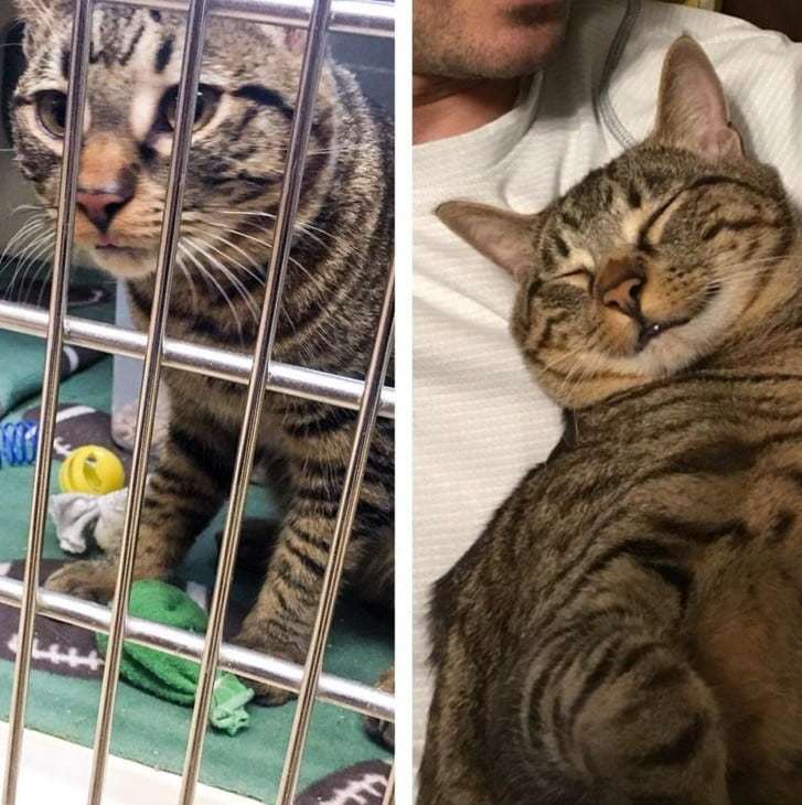 15 photos of animals before and after they found their home and loving owners - Animal Rescue, The photo, Longpost, Dog, cat