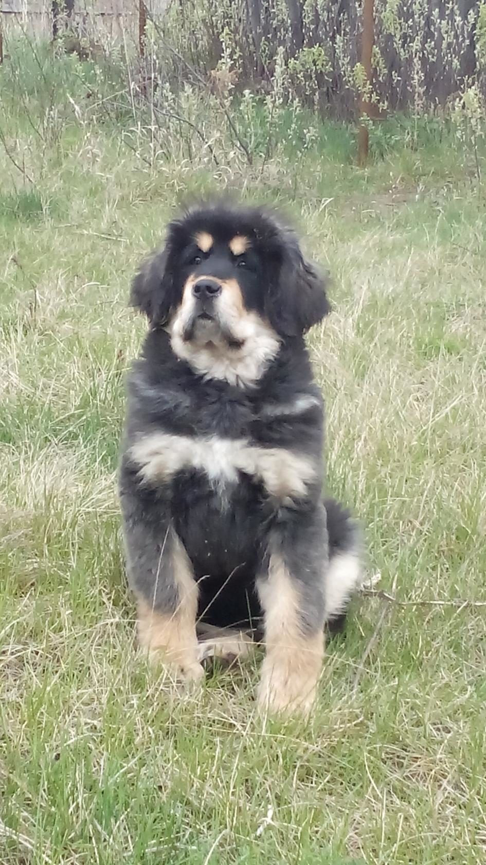 Tibetan mastiff - My, Dog, Animals, Pet, Dogs and people, Longpost, Pets