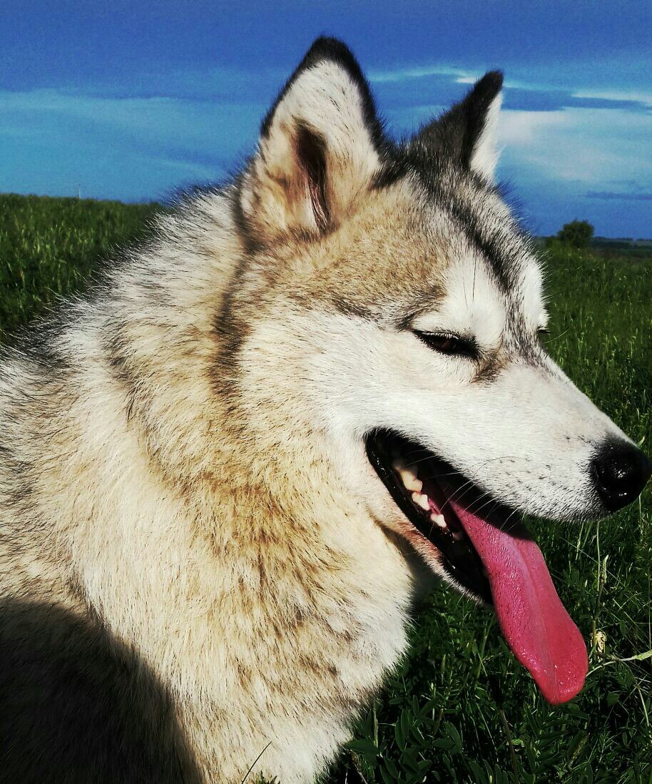 Siberian Husky - Yakutian Laika - My, Dog, Siberian Husky, Husky, Yakut Laika, , Dog breeds, Dogs and people, Longpost