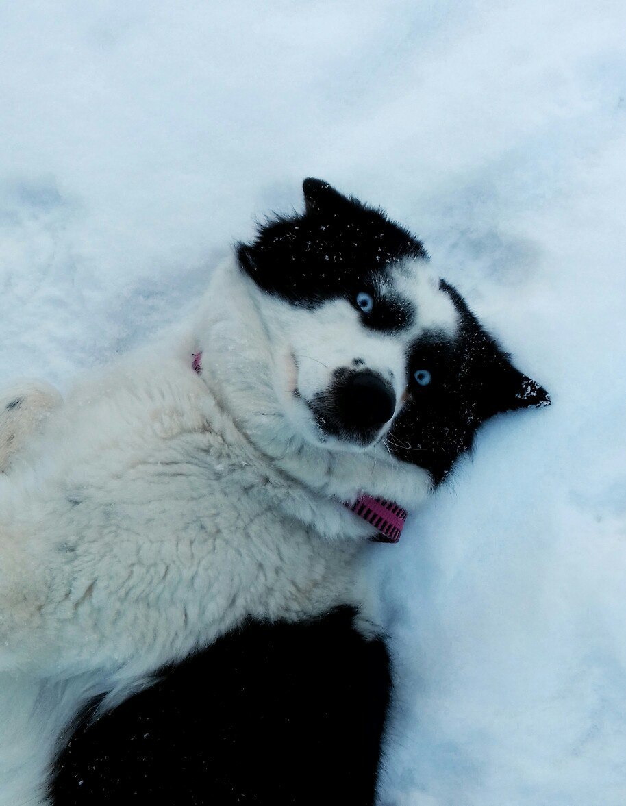 Siberian Husky - Yakutian Laika - My, Dog, Siberian Husky, Husky, Yakut Laika, , Dog breeds, Dogs and people, Longpost