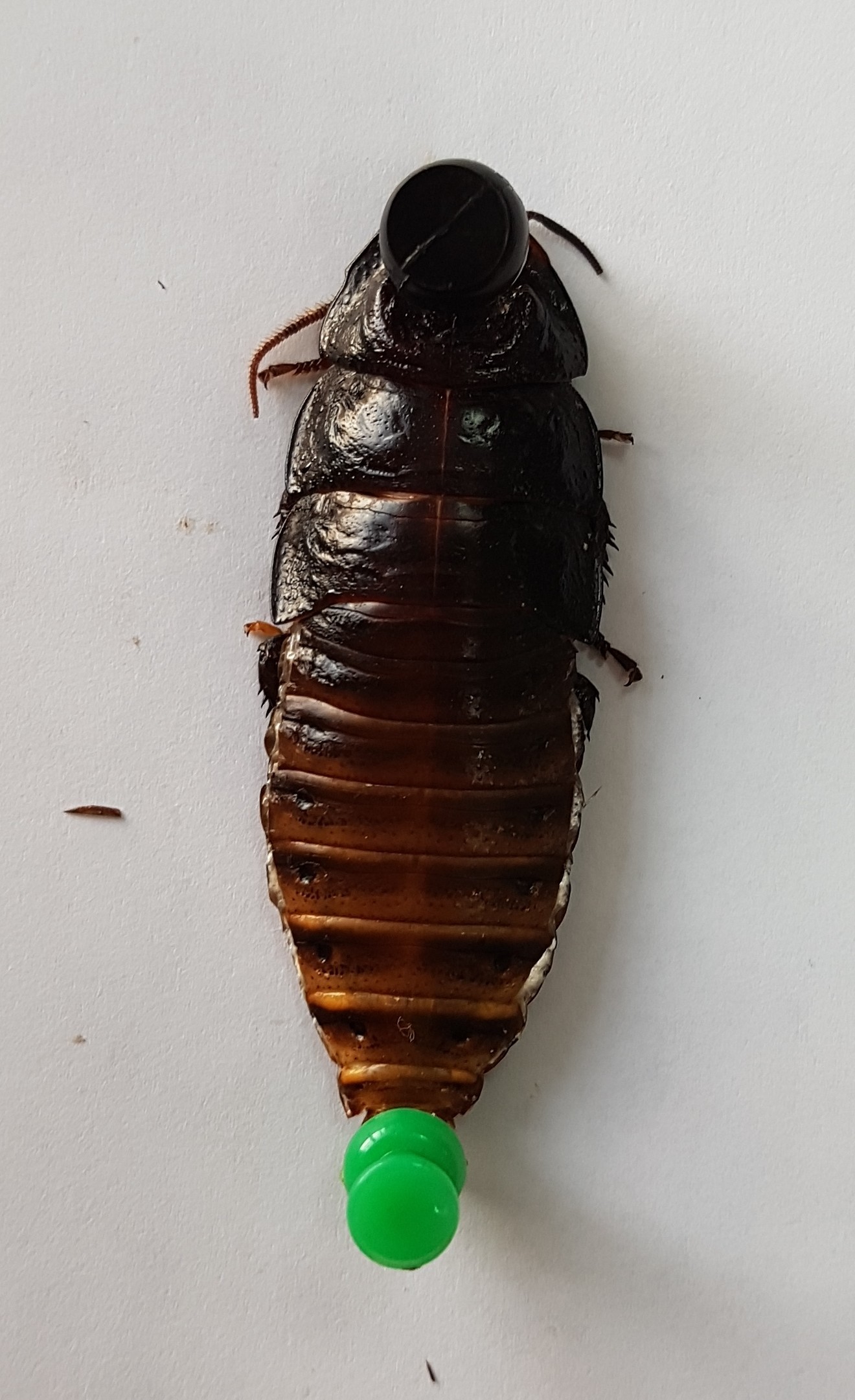 фото самого большого таракана