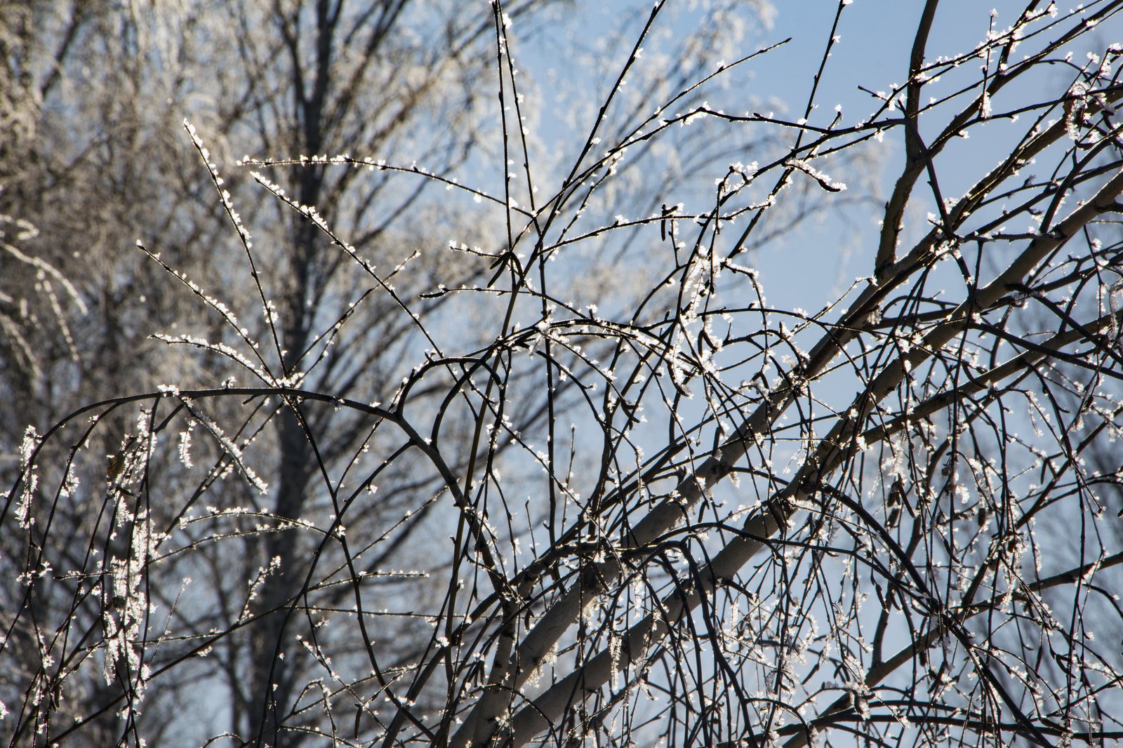 A little winter - My, Winter, Snow, Winter's tale, Longpost, The photo, Nature