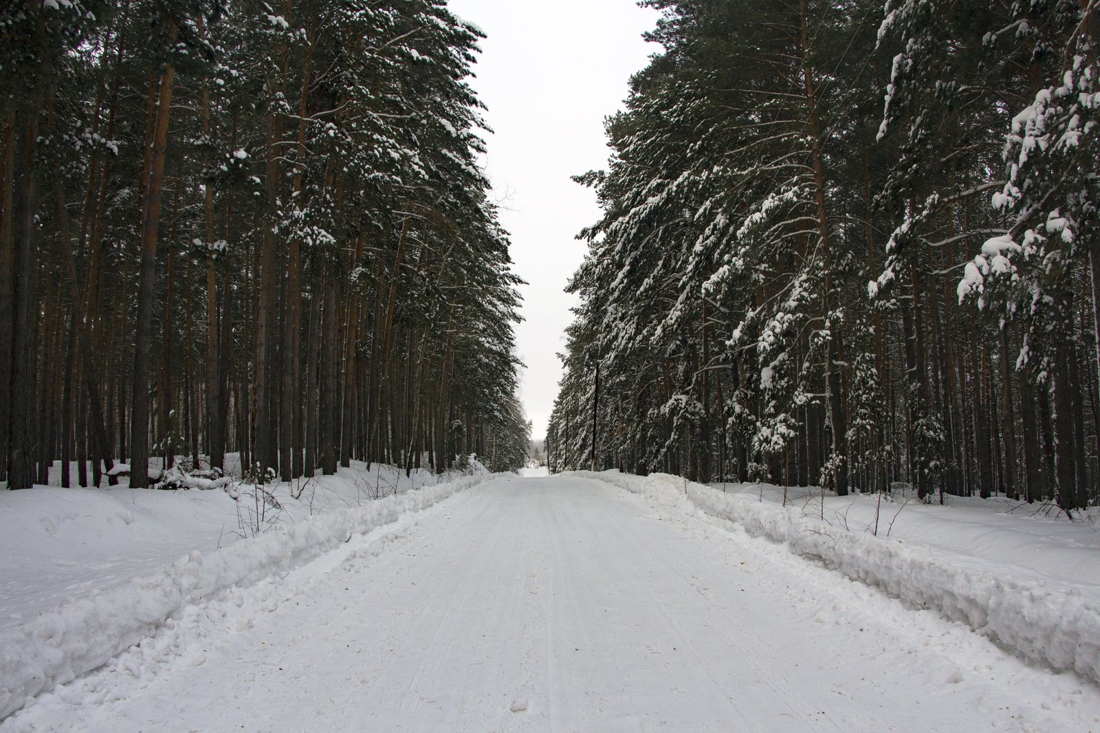 A little winter - My, Winter, Snow, Winter's tale, Longpost, The photo, Nature