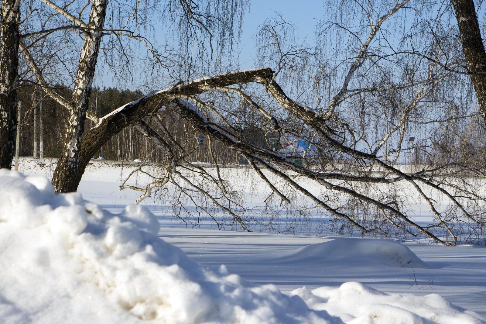 A little winter - My, Winter, Snow, Winter's tale, Longpost, The photo, Nature