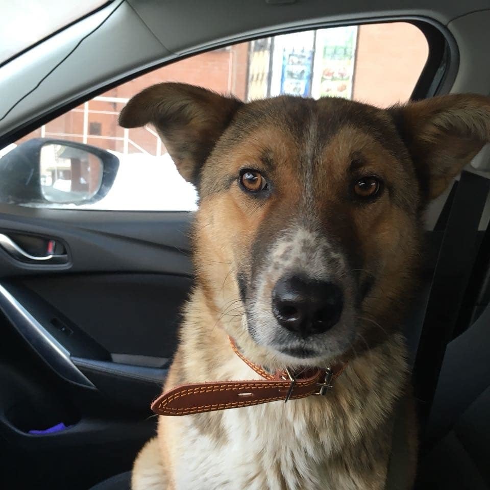 A dog rescued from a gas station in the cold is looking for a home or overexposure. - My, Dog, Found a dog, In good hands, Help, Longpost, Moscow, Moscow region, No rating, Helping animals