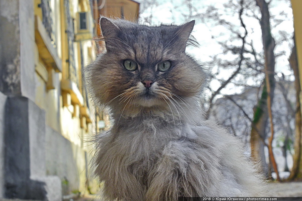 Cats of Crimea and Sevastopol - cat, Crimea, Sevastopol, , Not mine, Longpost