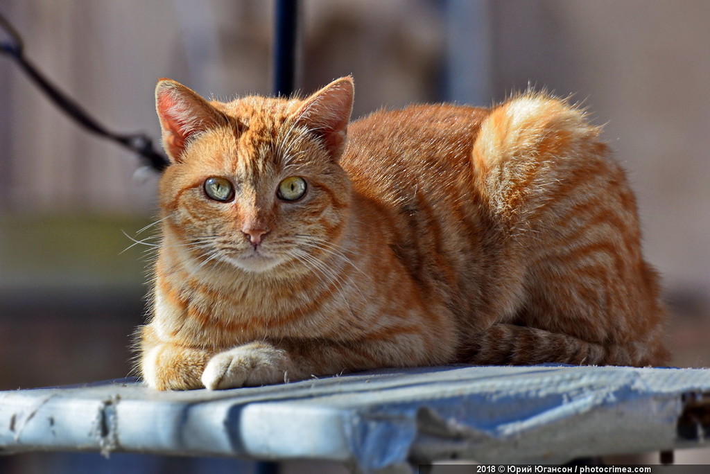 Cats of Crimea and Sevastopol - cat, Crimea, Sevastopol, , Not mine, Longpost