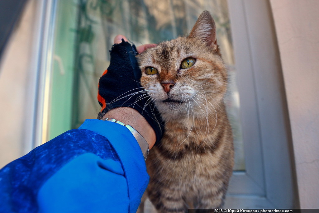 Коты Крыма Фото