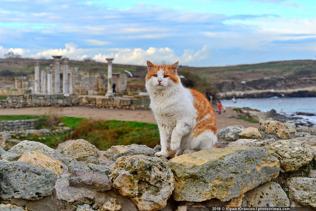 Cats of Crimea and Sevastopol - cat, Crimea, Sevastopol, , Not mine, Longpost