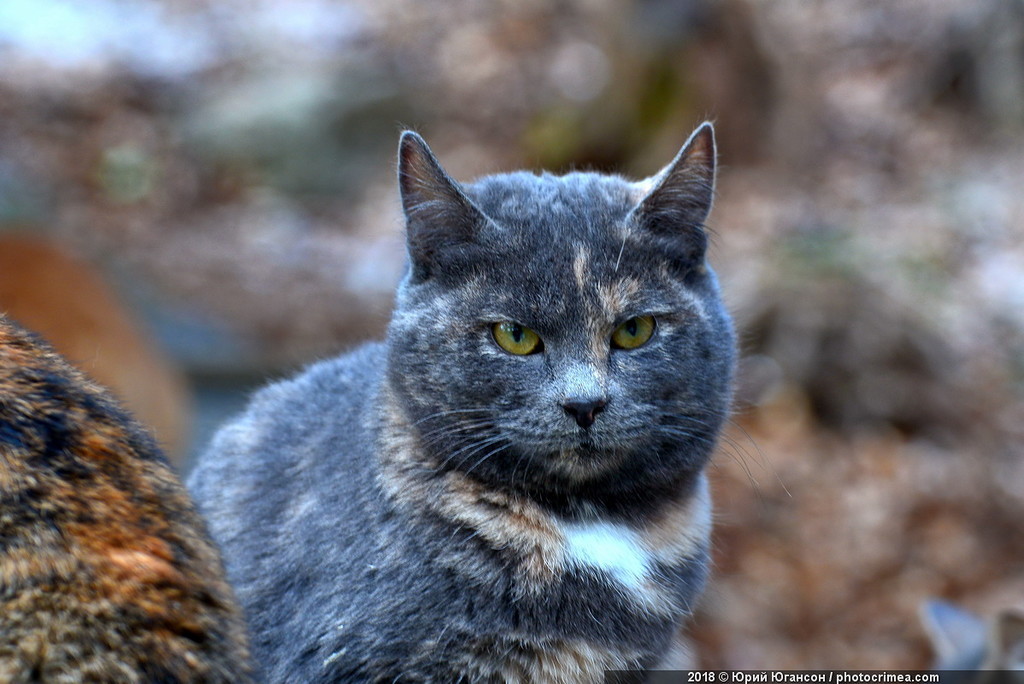 Cats of Crimea and Sevastopol - cat, Crimea, Sevastopol, , Not mine, Longpost