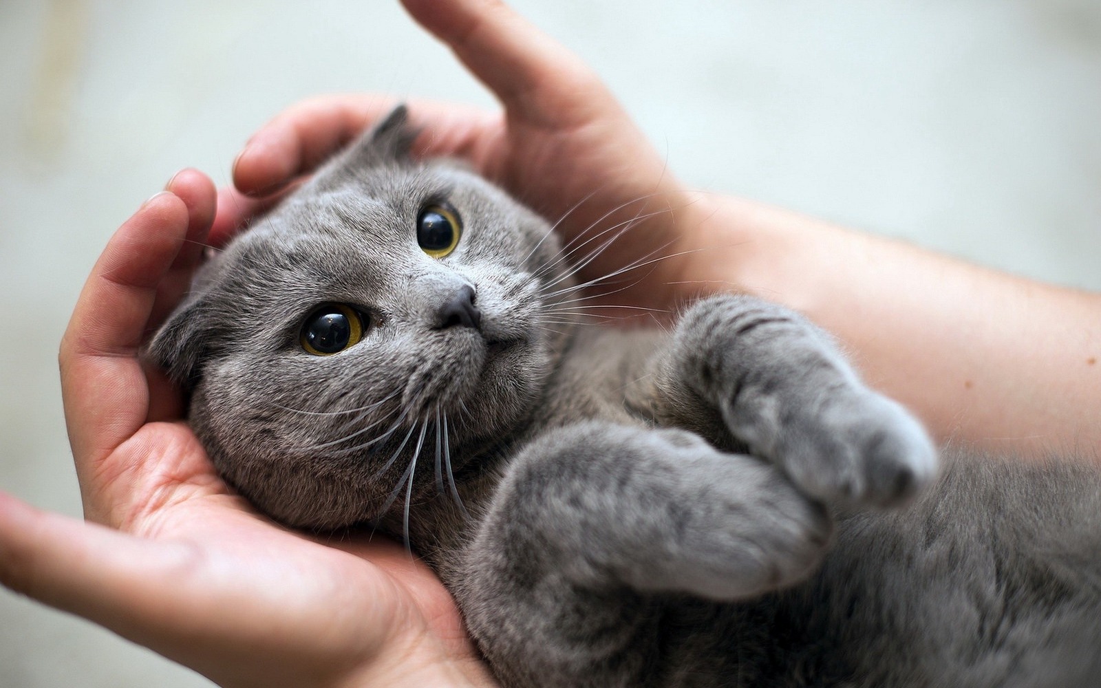 Five reasons why getting a cat is vital. - cat, Pets, Animals, Pet, Catomafia, Milota, Longpost