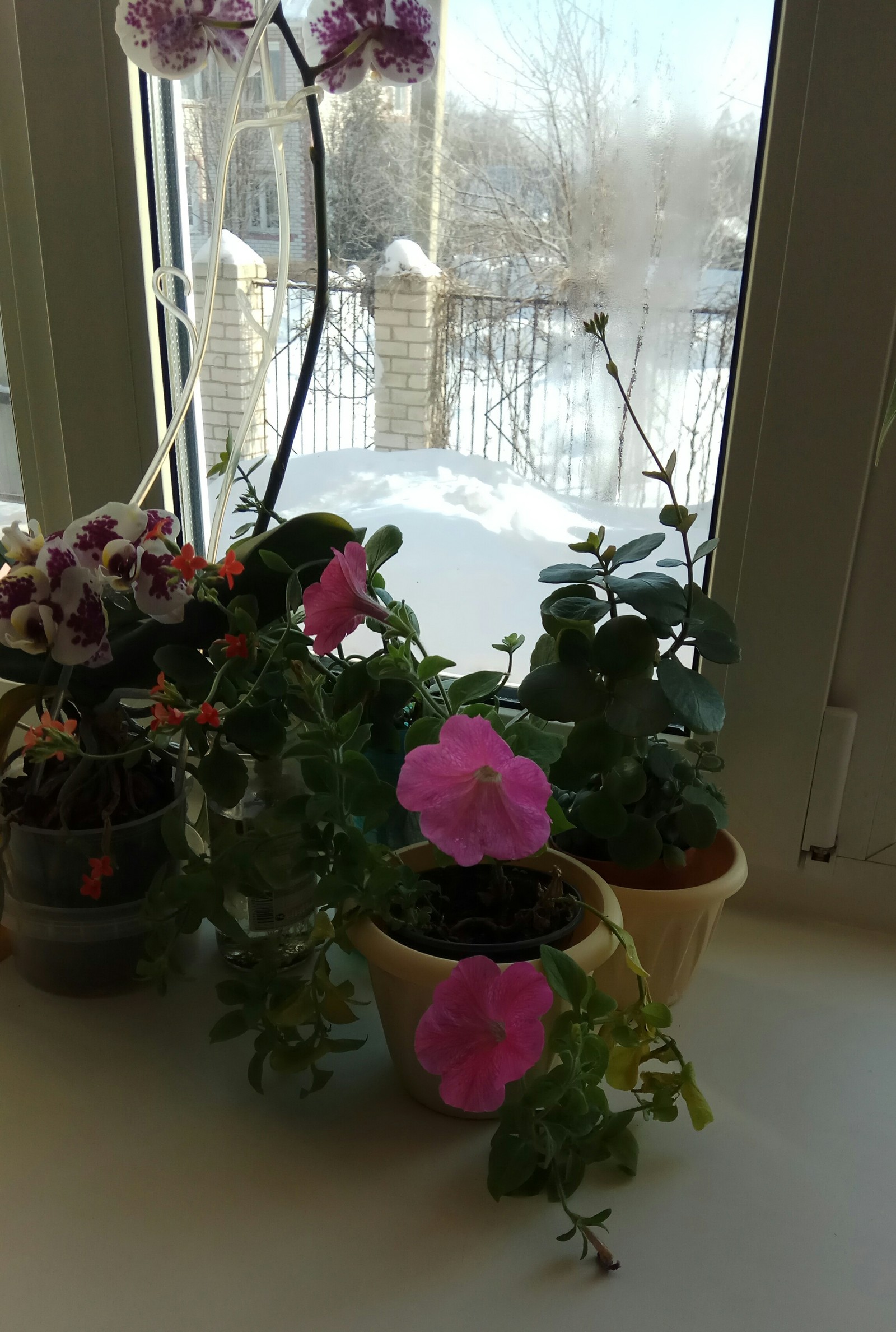 Petunias bloom in February-March - My, Spring, Petunia, Longpost