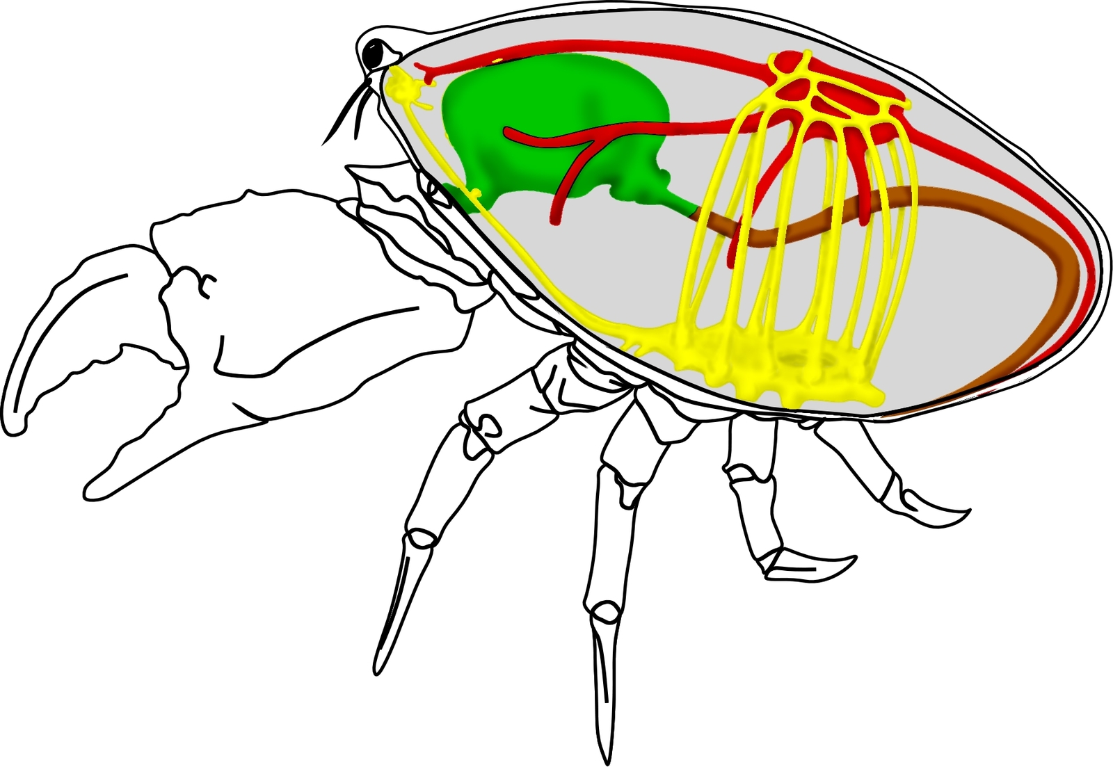 Органы крабов. Нервная система краба. Нервная система краба-паука. Анатомия краба. Нервная система паукообразных.