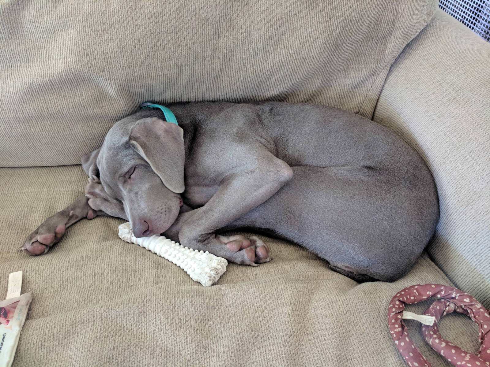 Sleepy Sunday - Dog, Dream, Sunday