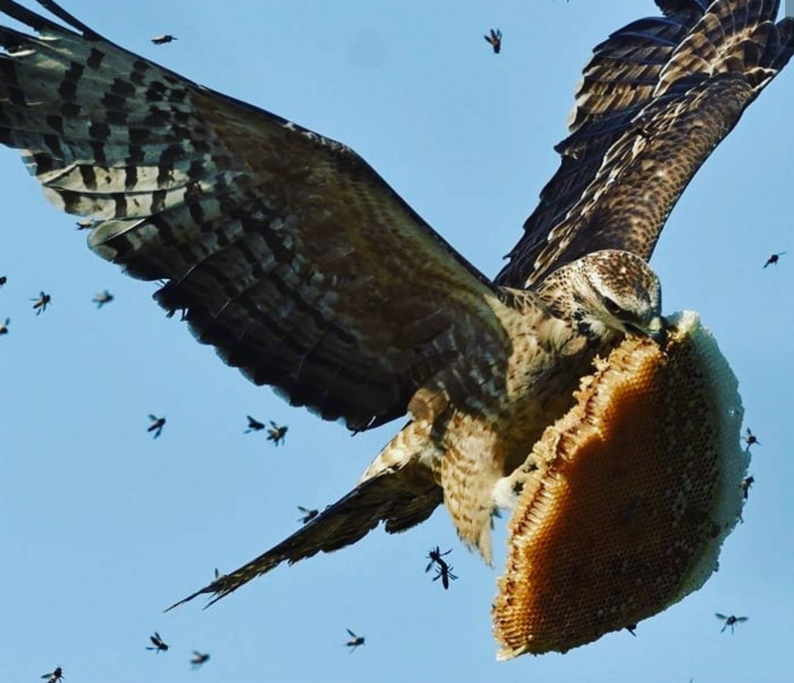 honey robbery - Buzzard, Honey, Honeycomb, Hawk, Predator birds, Birds, The photo