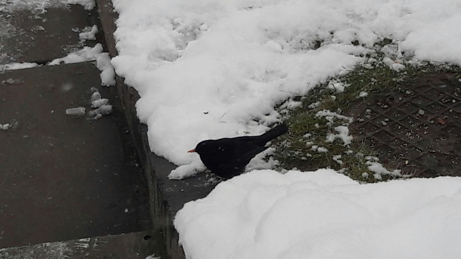 What kind of bird? - Birds, Nature, Kiev, The park, Feathered, Ornithology, Ornithology League, Longpost