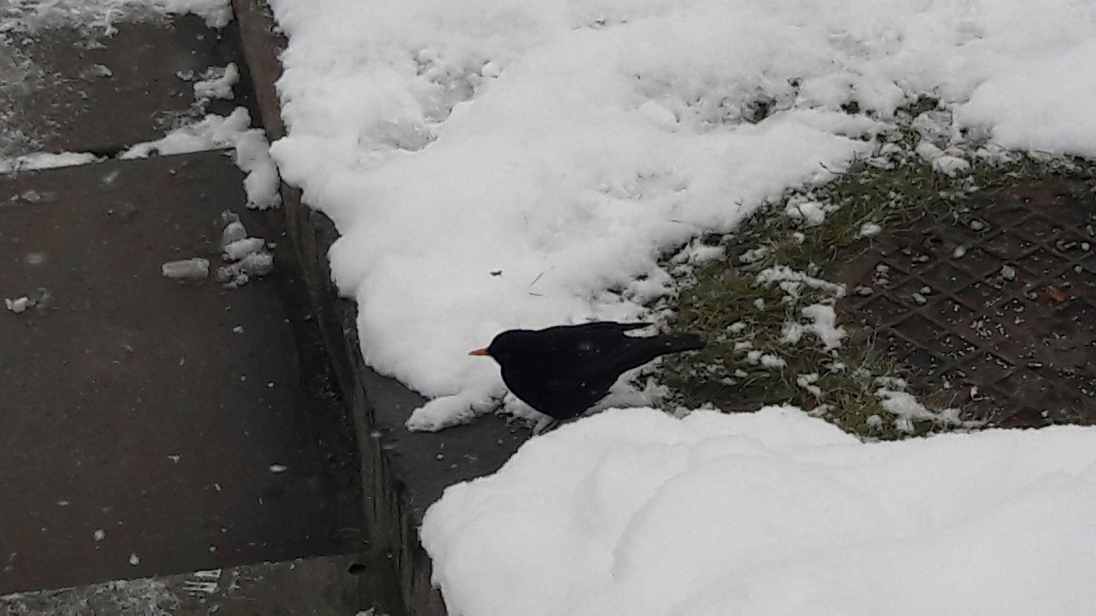 What kind of bird? - Birds, Nature, Kiev, The park, Feathered, Ornithology, Ornithology League, Longpost