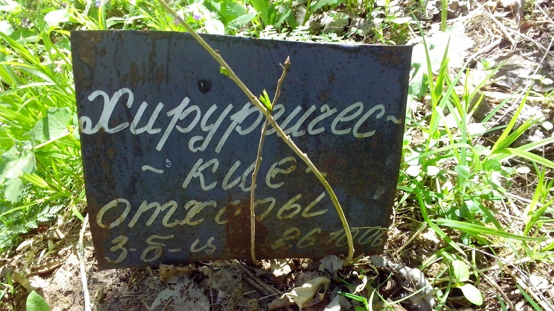 Unknown... - My, Missing, Grave, Cemetery, Unidentified, Unknown, Longpost