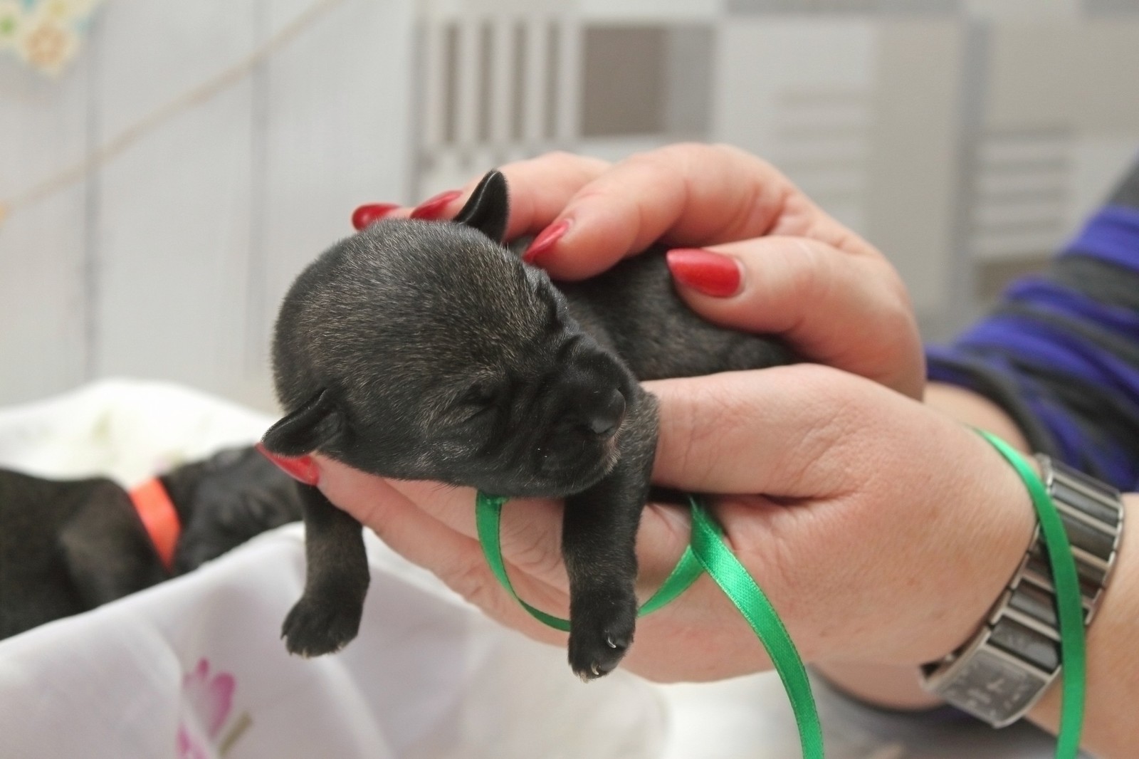 Mimimi-schnauzers 3-day - My, Puppies, Standard Schnauzer, Longpost, Dog