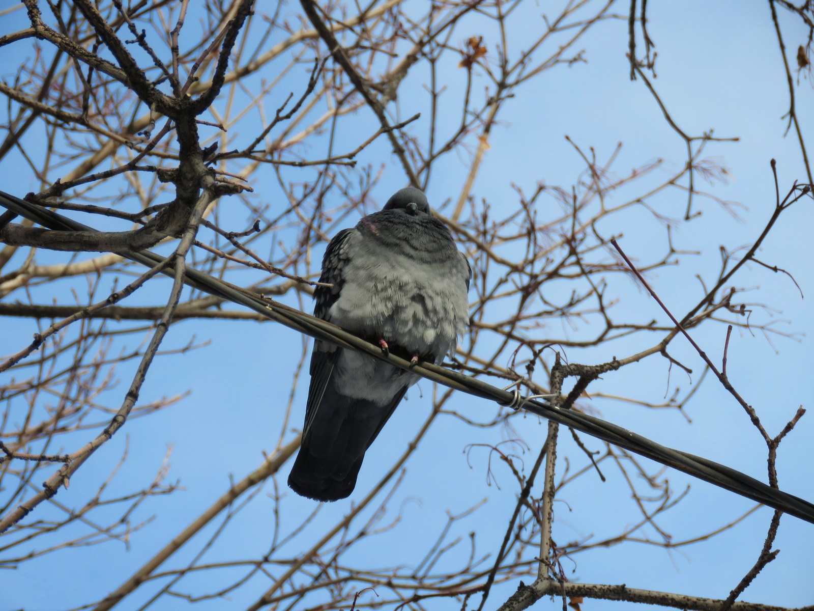 When you want to kill but you're just a bird - My, Pigeon, Hatred, The photo, Frame, Snapshot, Spring, Humor