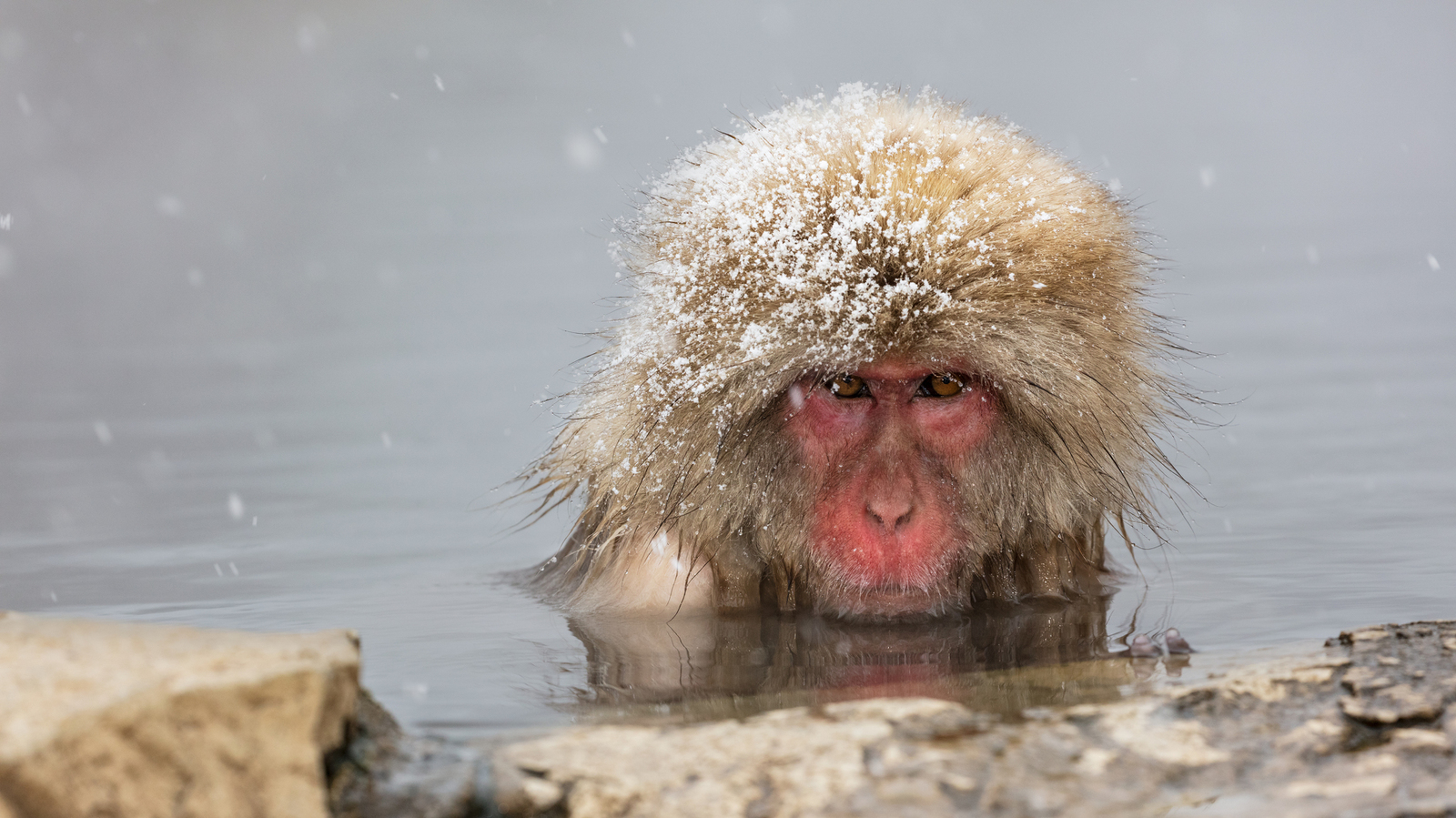 It got cold again - Monkey, Water, Winter, February, Snow, Cold