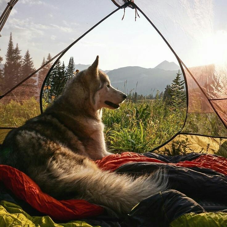 Take your dog with you - Pinterest, Dog, Friend, Tent, Backpack, A boat, Bonfire, Travels, Longpost