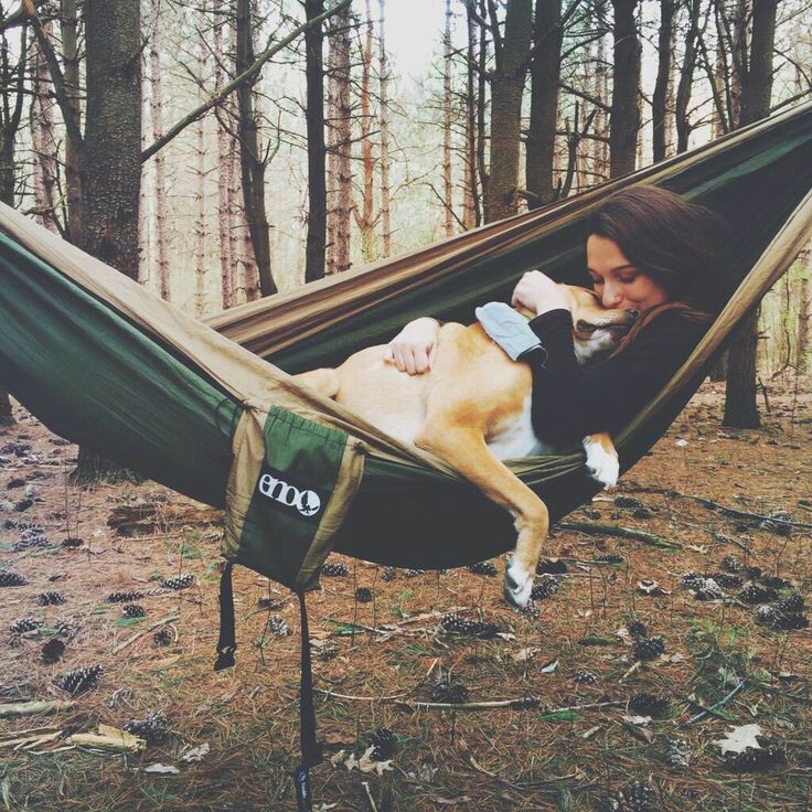 Take your dog with you - Pinterest, Dog, Friend, Tent, Backpack, A boat, Bonfire, Travels, Longpost