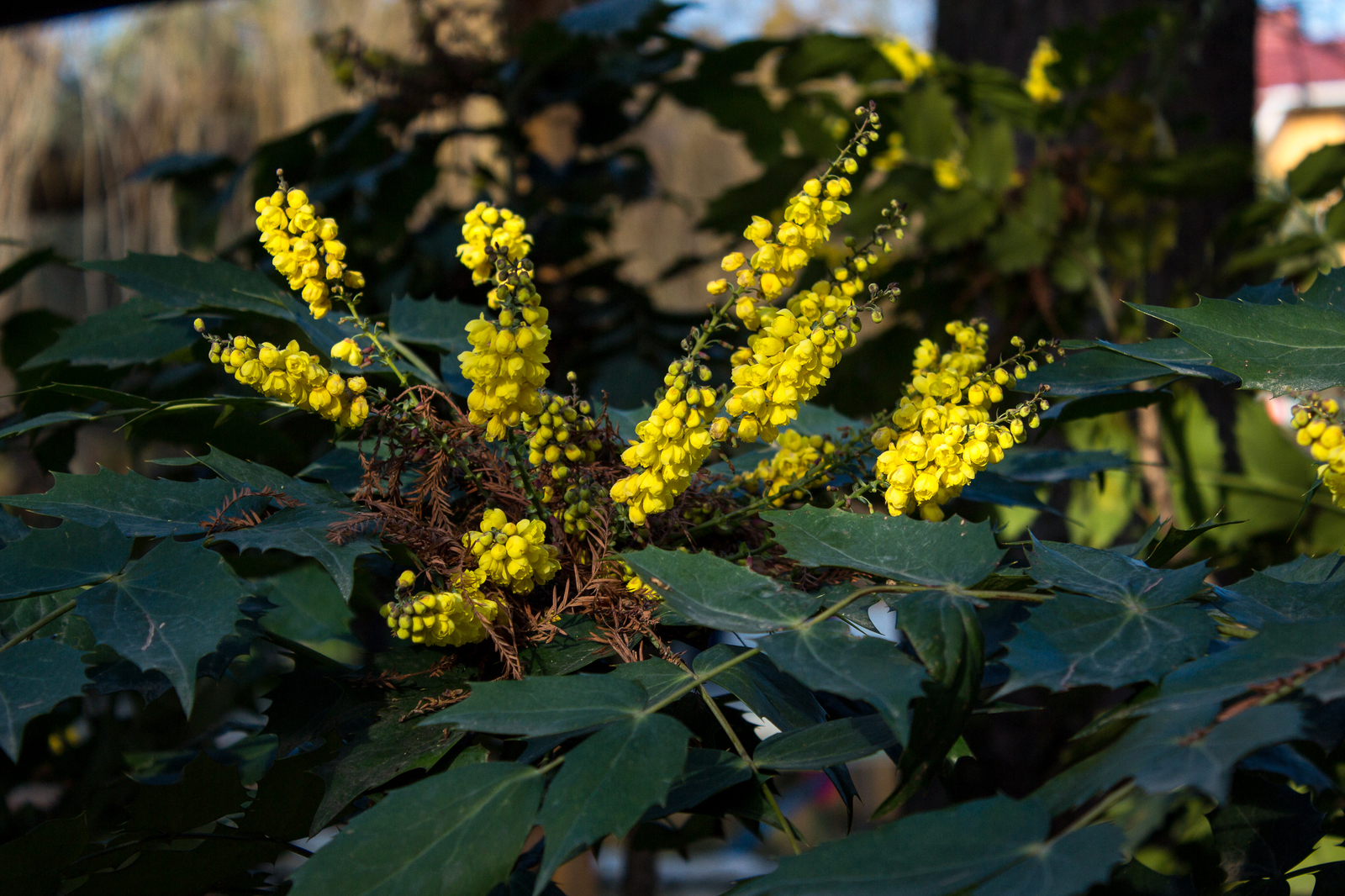 Spring in Lazarevsky (almost Sochi) - My, Sochi, Spring, Flowers, Nature, Bloom, Mimosa, The photo, Longpost