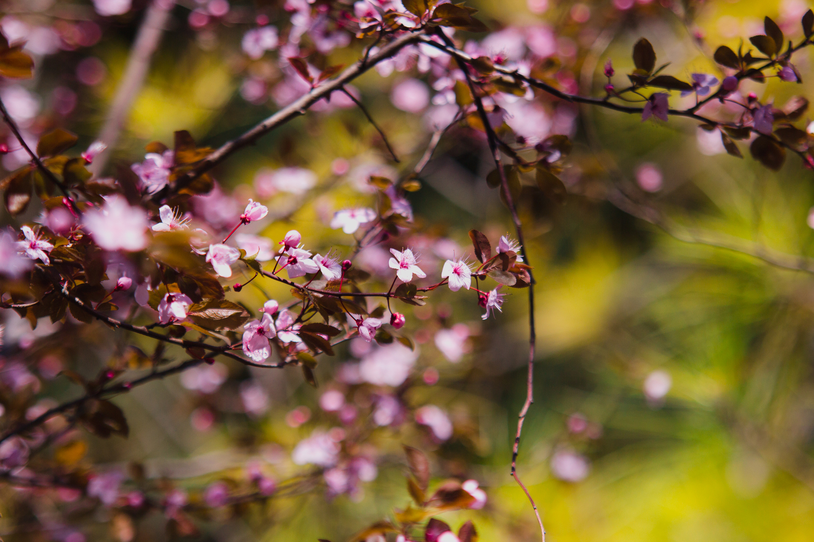 Spring in Lazarevsky (almost Sochi) - My, Sochi, Spring, Flowers, Nature, Bloom, Mimosa, The photo, Longpost