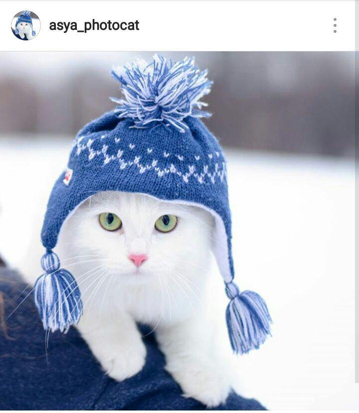 Asya the cat - cat, Instagram, The photo, Clothes for animals, Longpost, , 