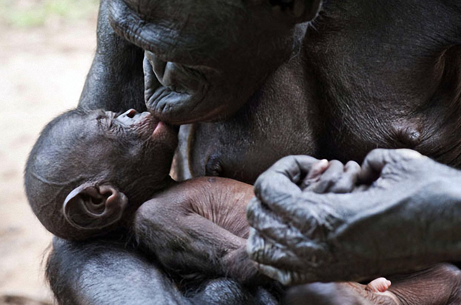 Заповедник “Lola ya Bonobo” в Конго - Заповедники и заказники, Конго, Обезьяна, Африка, Бонобо, Карликовые шимпанзе, Длиннопост