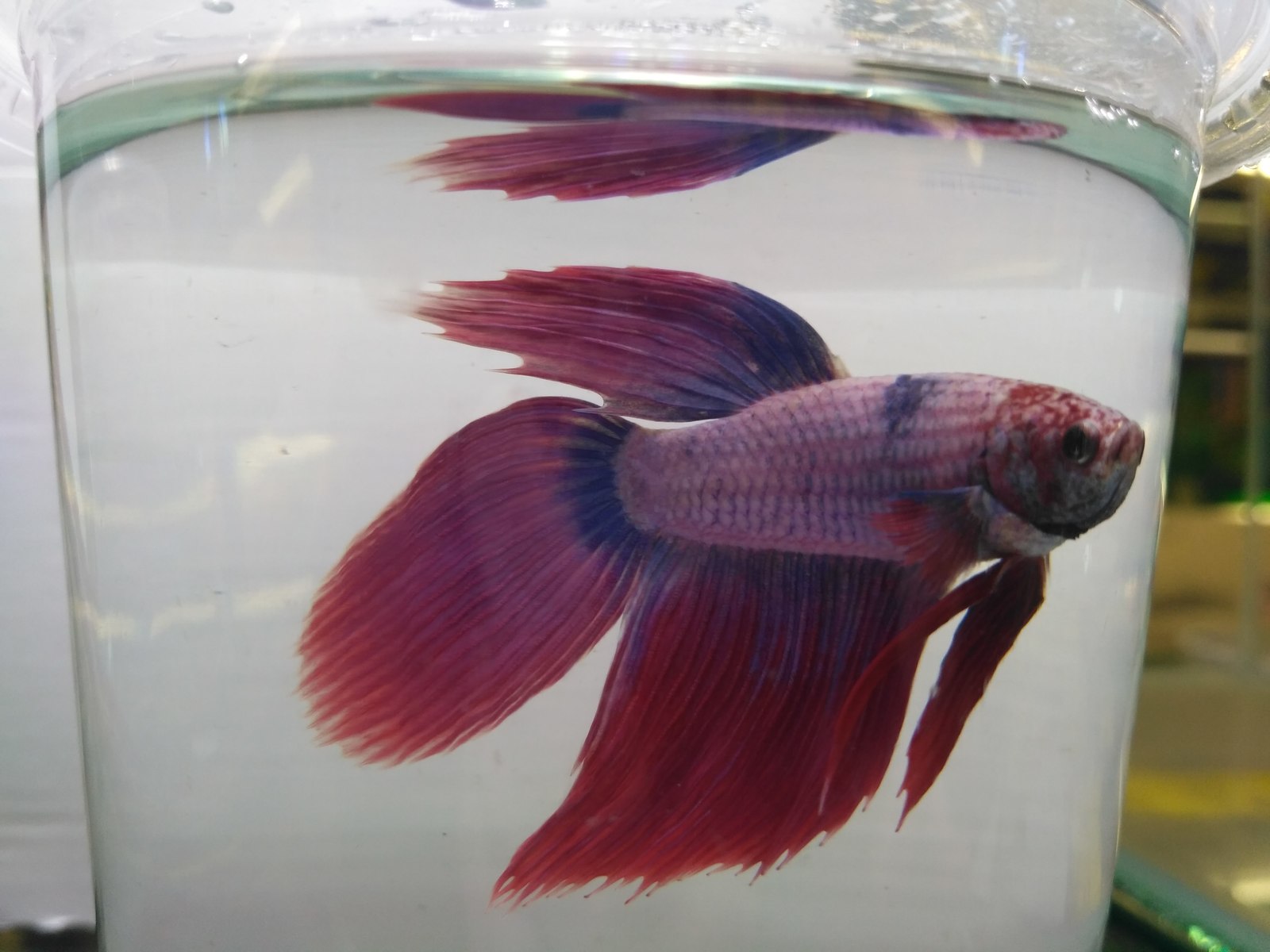 My cockerels, aka Betta splendens - Aquarium fish, Aquarium, Betta splendens, Longpost