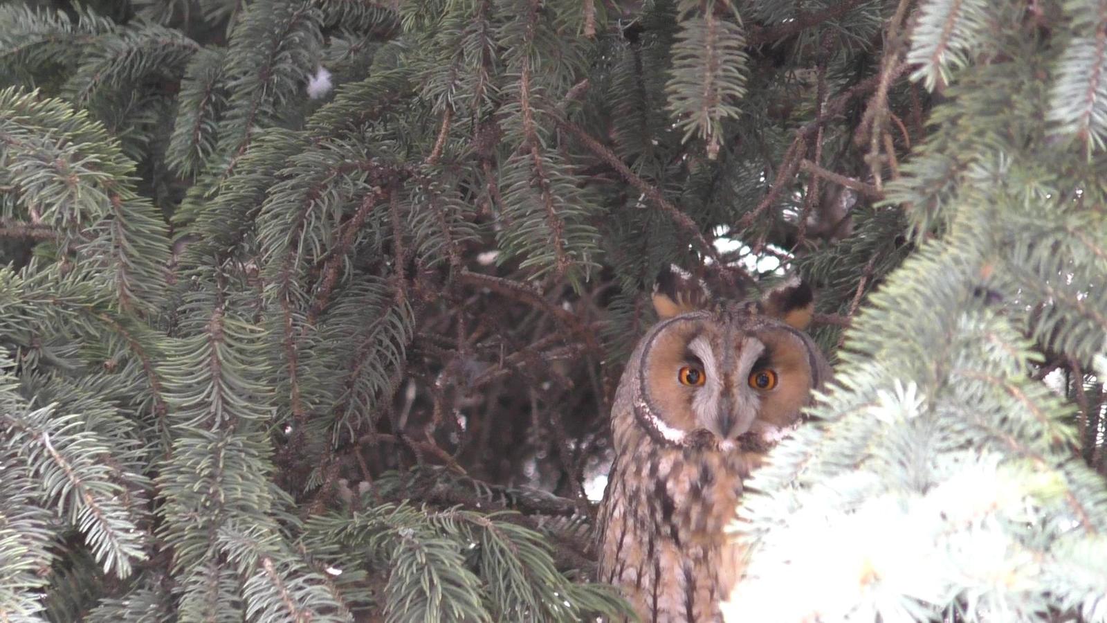 feathered spy - My, Owl, Work, Christmas trees, Spy, Longpost