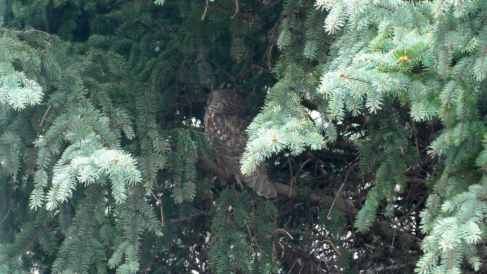 feathered spy - My, Owl, Work, Christmas trees, Spy, Longpost