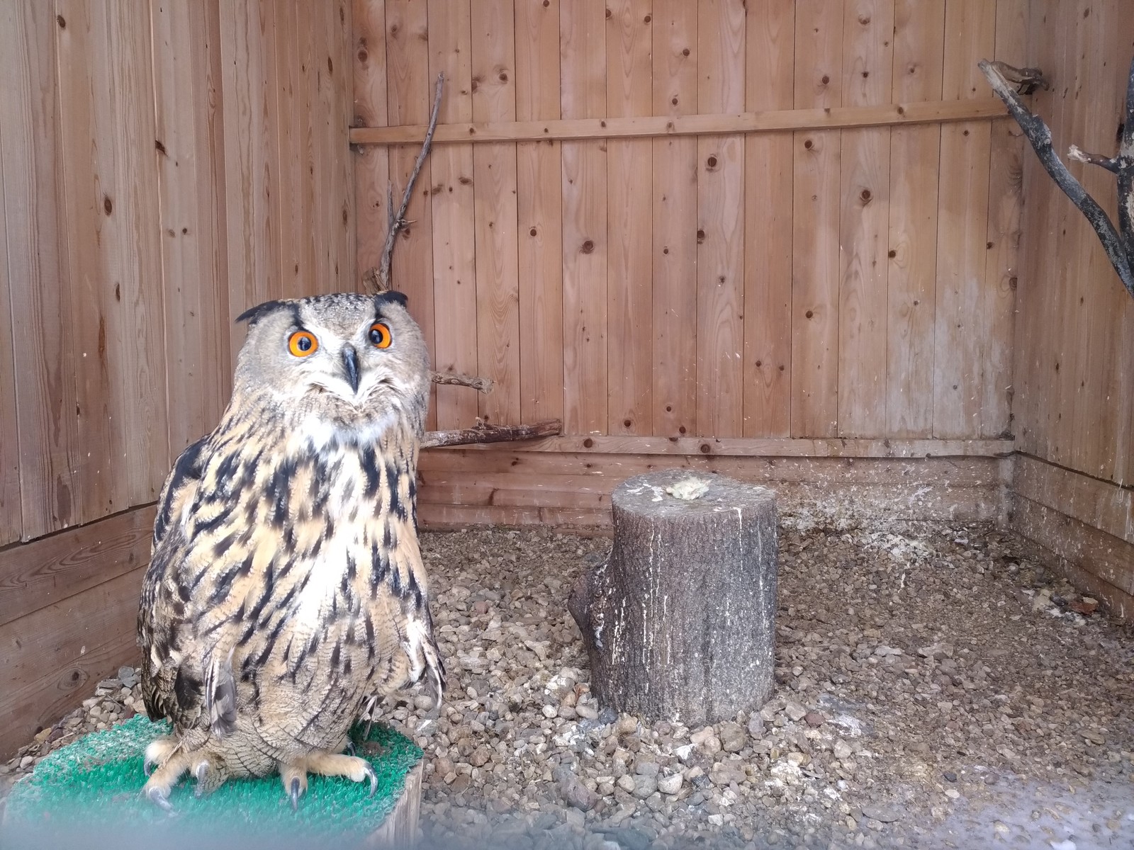 Moscow ornitarium - Owl, Predator birds, Ornitarius, Moscow, Longpost