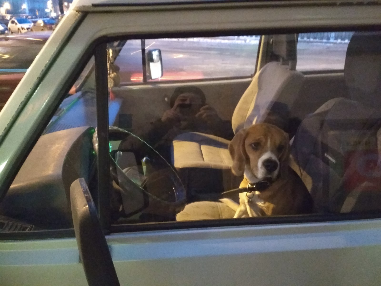 How do I look behind the wheel in the eyes of experienced drivers - My, Auto, Animals, Dog, Saint Petersburg