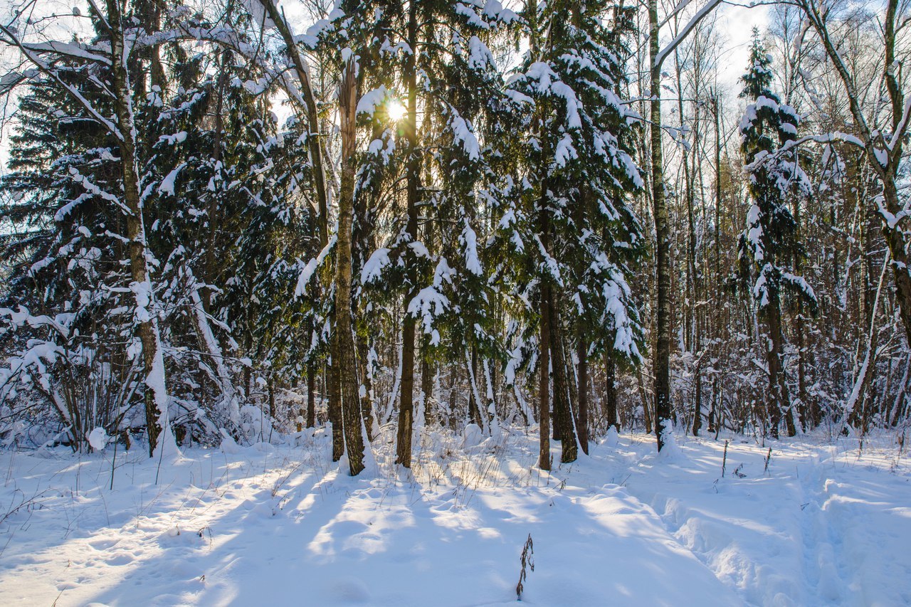 A bit of winter :) Although I want summer. - My, Sony, Winter, Forest, Winter forest, Longpost