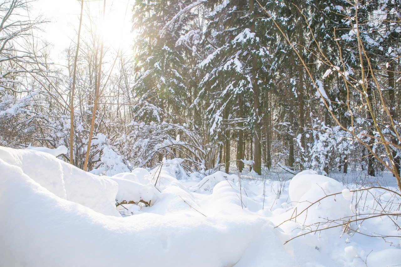 A bit of winter :) Although I want summer. - My, Sony, Winter, Forest, Winter forest, Longpost