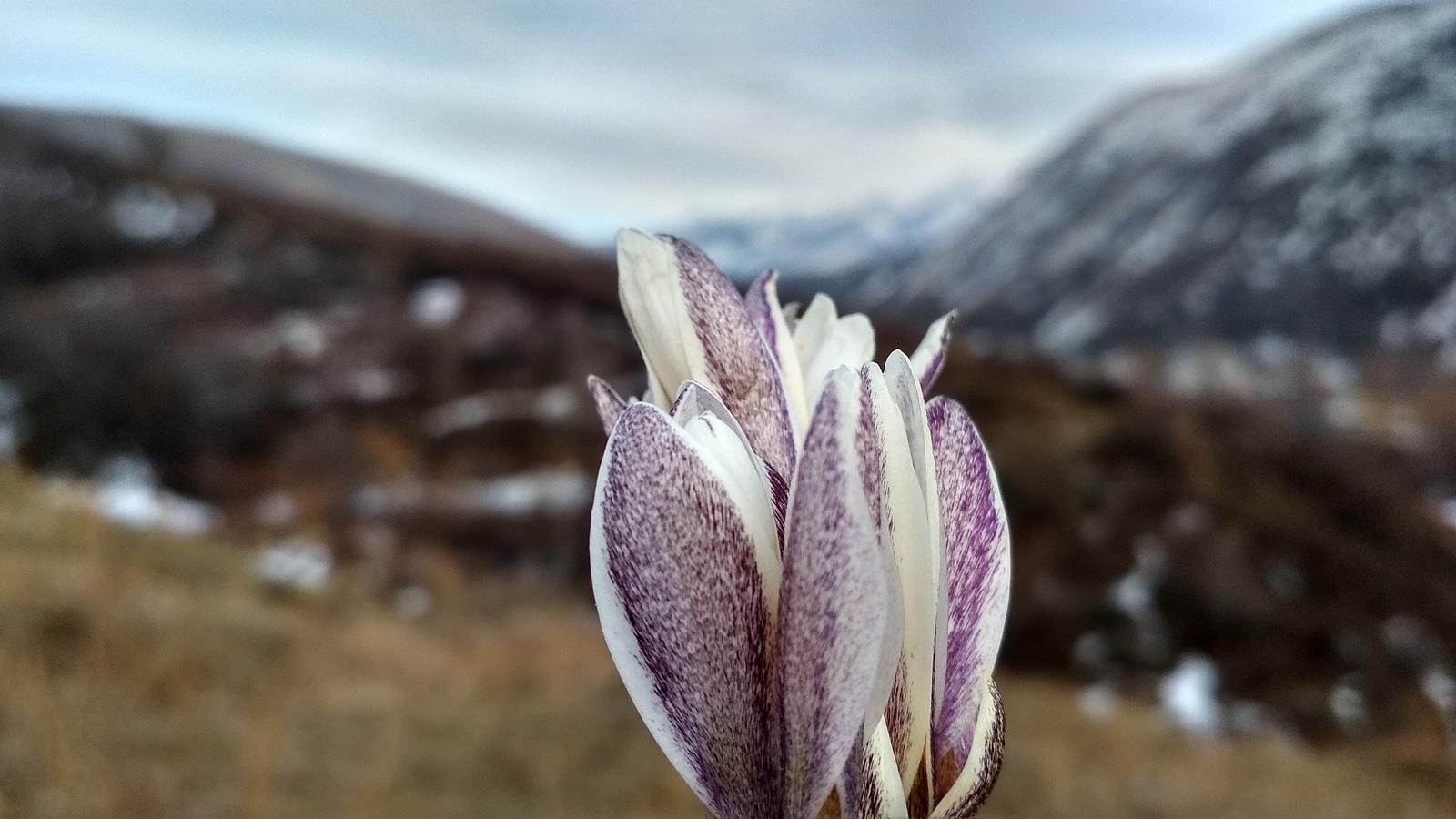 First snowdrops!!! Long awaited spring!!! - My, Spring, Snowdrops, beauty of nature, Crocus, Snowdrops flowers