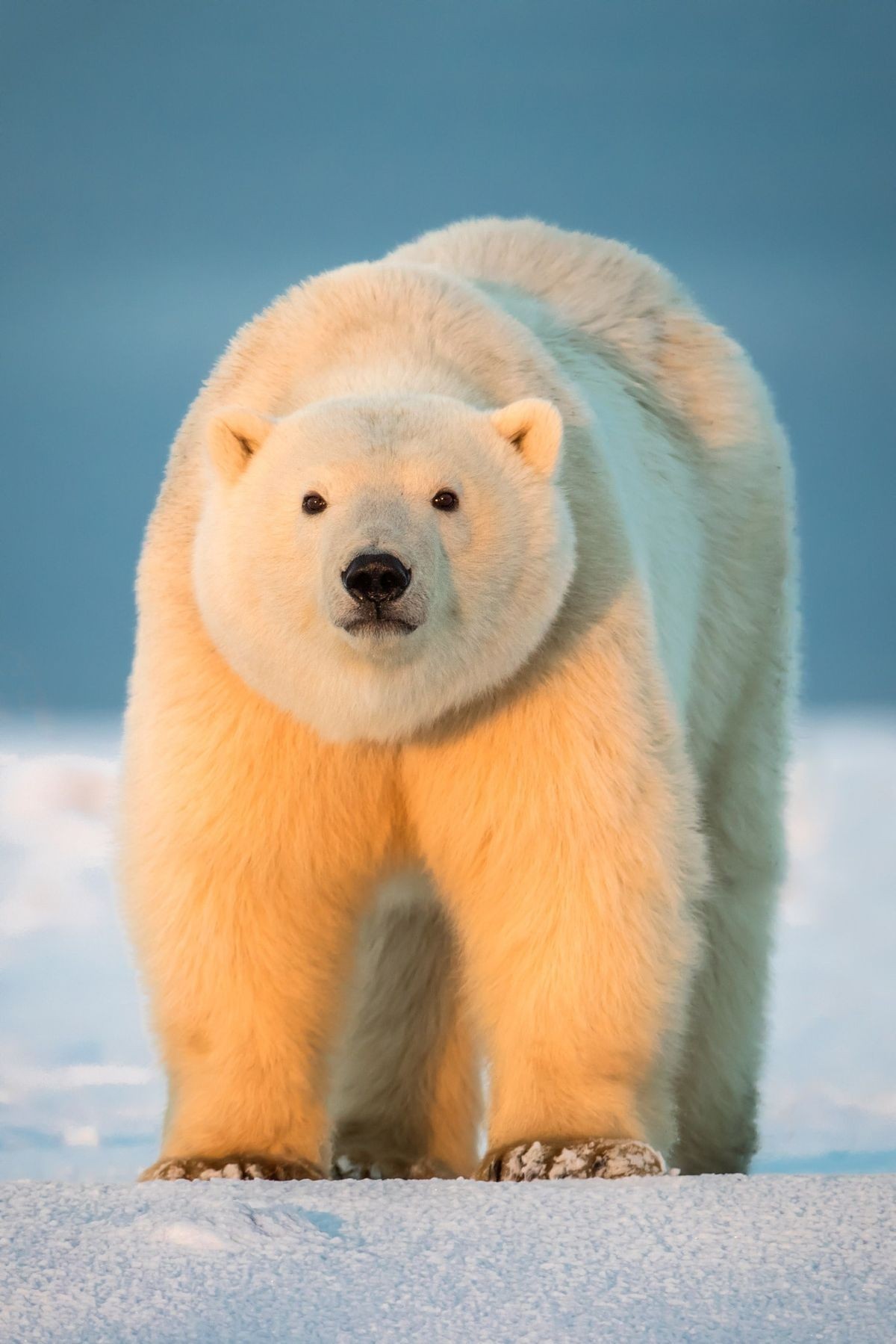 Polar bear - The Bears, Animals, The photo, Longpost, Polar bear