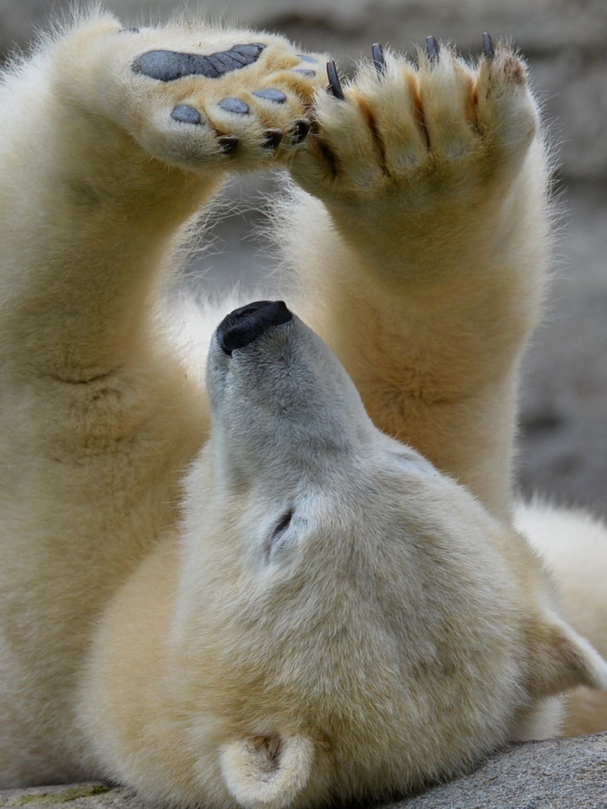 Polar bear - The Bears, Animals, The photo, Longpost, Polar bear