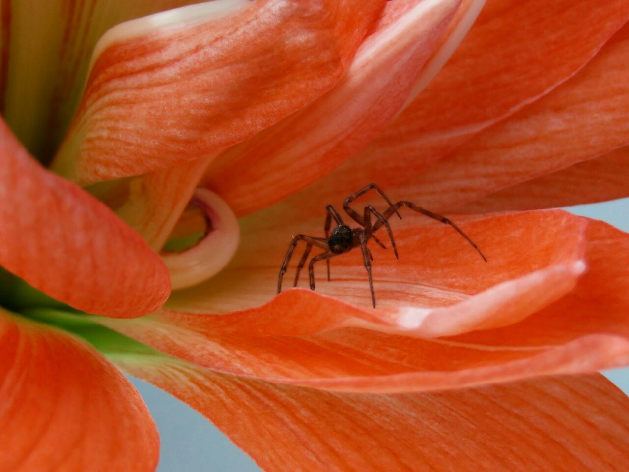 Spider - My, Spider, The photo, Insects, Basil, Flowers, beauty, Adventures, Spring, Longpost