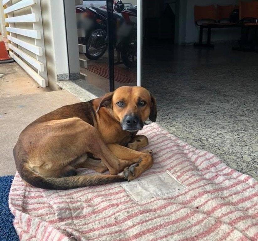 This dog lived with a homeless person - Dog, Loyalty, Bum