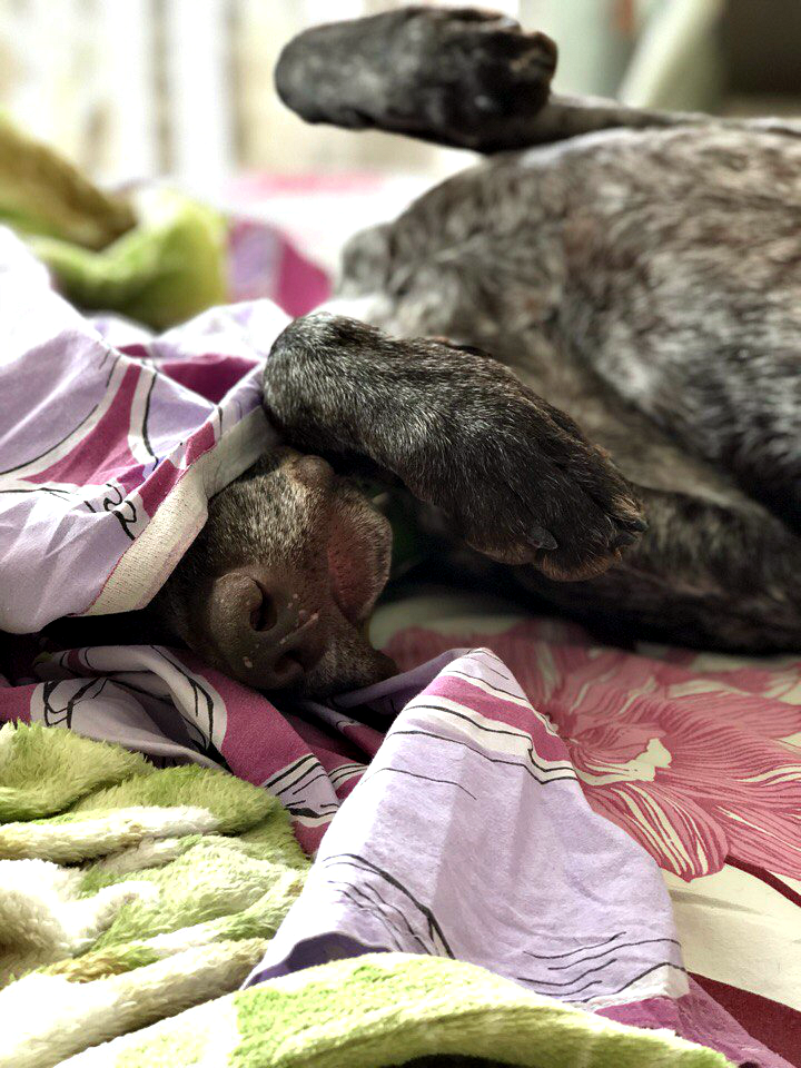 You leave for work, and this muzzle sleeps sweetly in your bed... - My, Animals, Dogs and people, , My, Weekdays, Dream, Dog