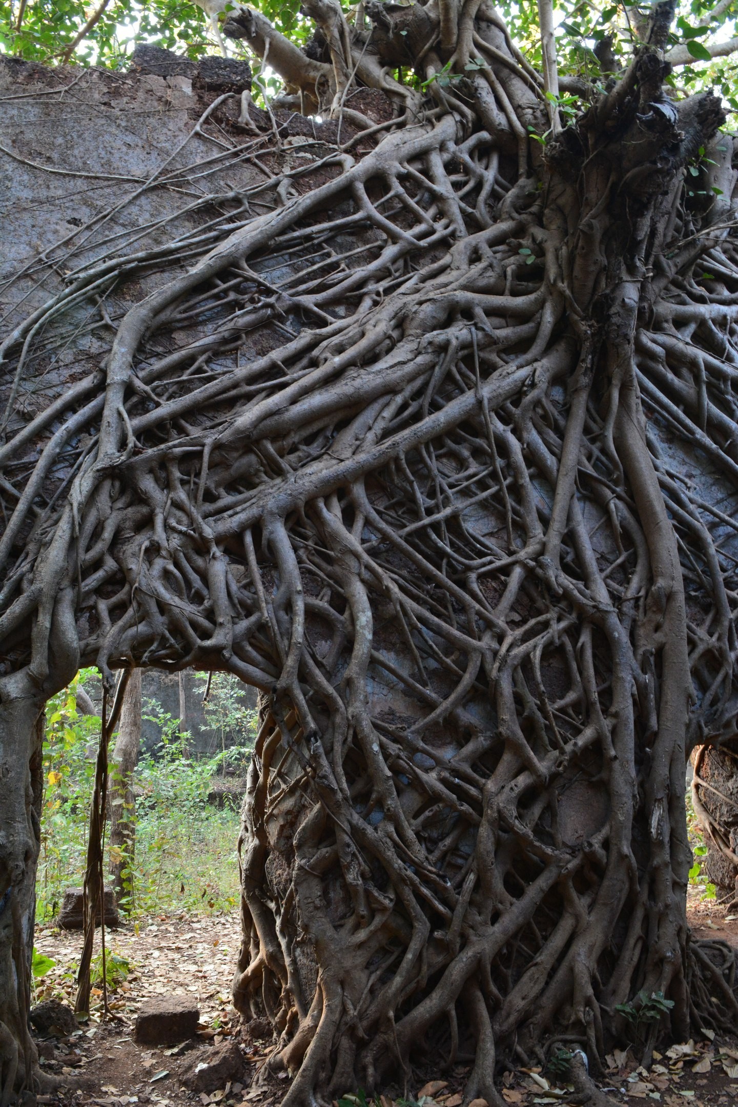 Jungle fort in north Goa - My, Travels, The photo, India, Goa, Abandoned, Fort, Longpost