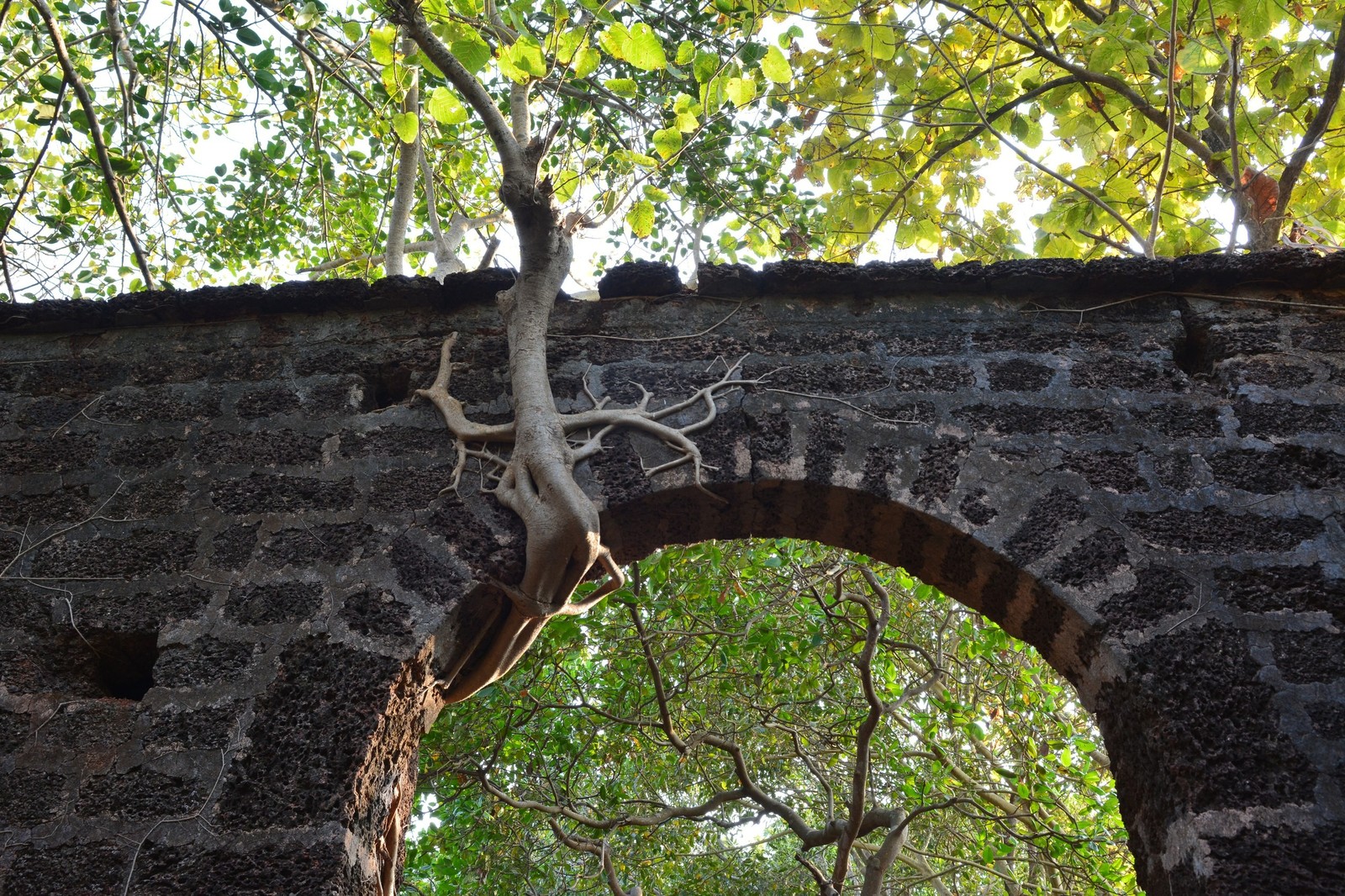 Jungle fort in north Goa - My, Travels, The photo, India, Goa, Abandoned, Fort, Longpost