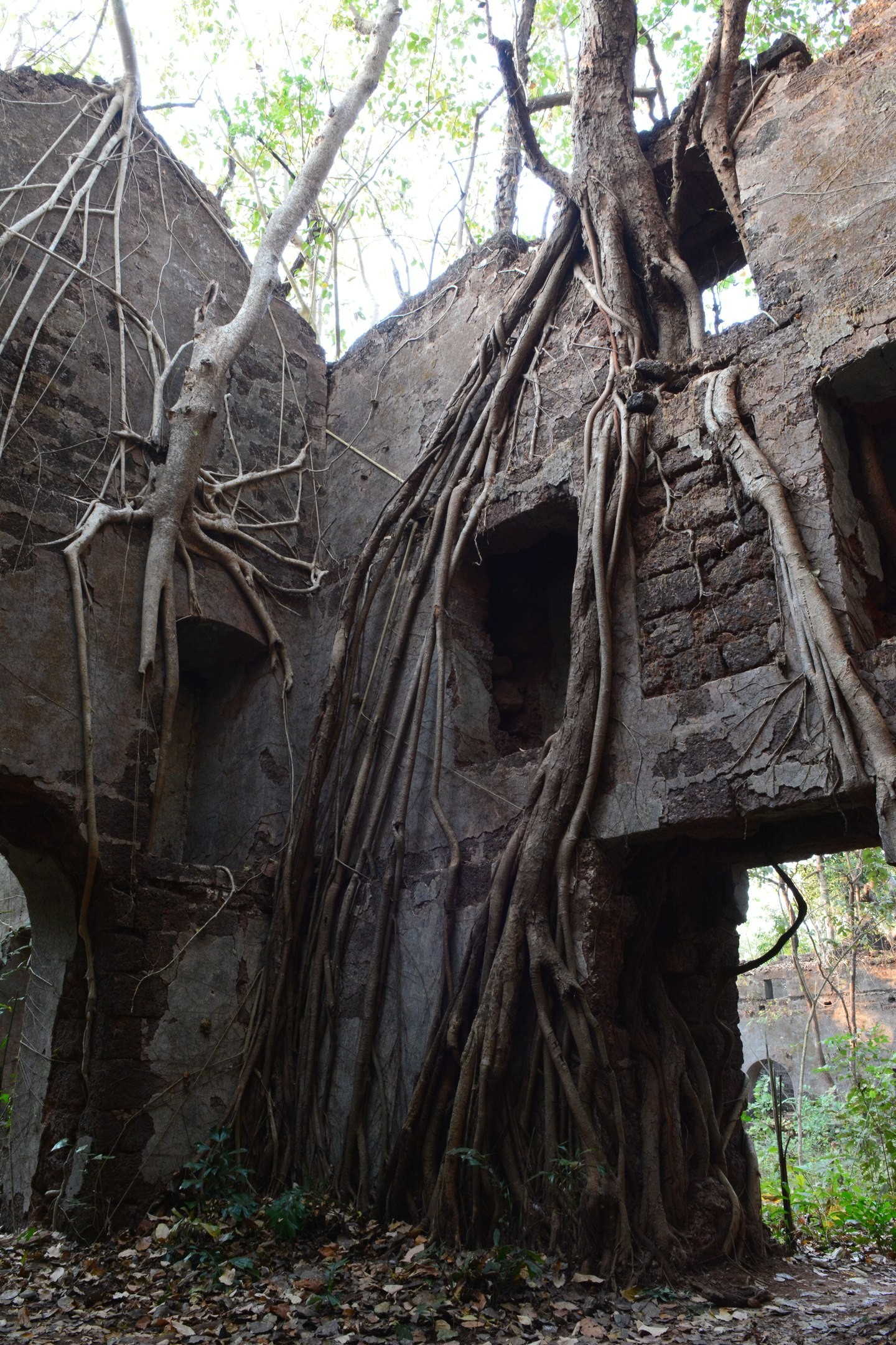 Jungle fort in north Goa - My, Travels, The photo, India, Goa, Abandoned, Fort, Longpost